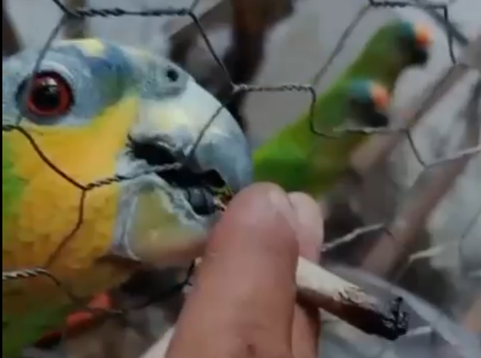 Criadouro ilegal em VG: homem é preso por vender papagaios e periquitos a R$ 1,4 mil e até dar maconha aos animais