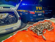 PRF apreende carga irregular de pescado e cumpre mandado de prisão em Várzea Grande