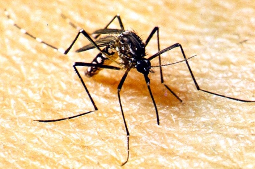 Casos de Dengue aumentam em MT em apenas 11dias