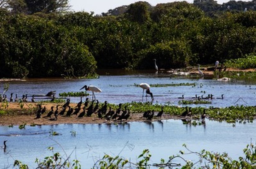 A pedido do MPF, Supremo determina a criação de lei federal específica para a preservação do Pantanal