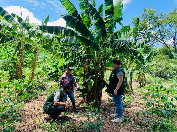 Prefeitura de VG distribui 3 mil mudas de banana maçã para agricultores familiares, em parceria com a SEAF