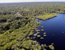 Cinco países aderem a fundo para conservação de florestas tropicais