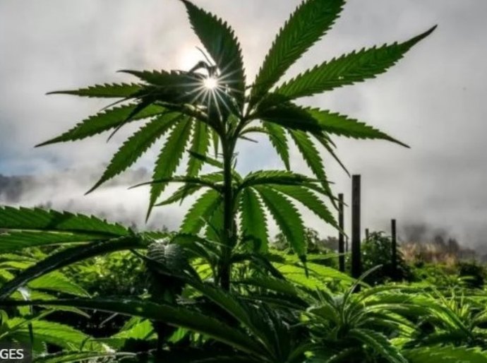 EUA: Por que legalização da maconha está em votação em Estados tradicionalmente conservadores