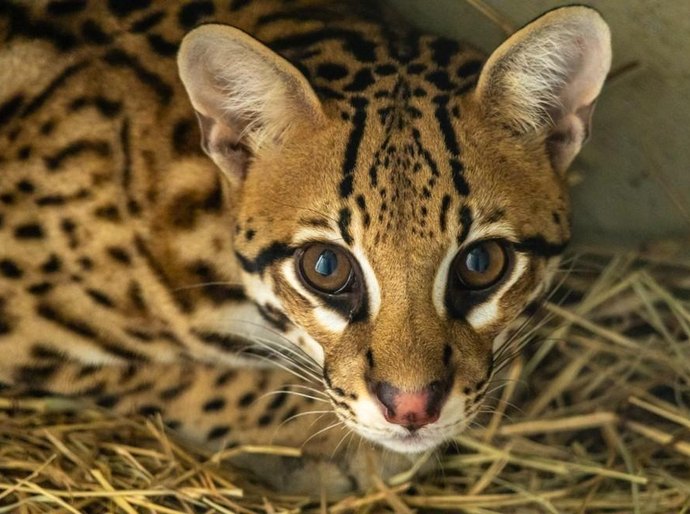 Jaguatirica de MT resgatada em queimada se adapta bem a Zoológico de São Paulo após transferência