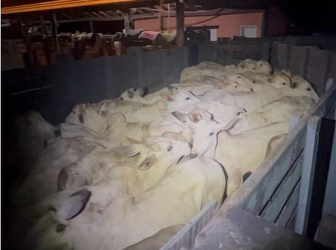 PM impede furto de gado em zona rural de Barra do Garças e prende suspeitos