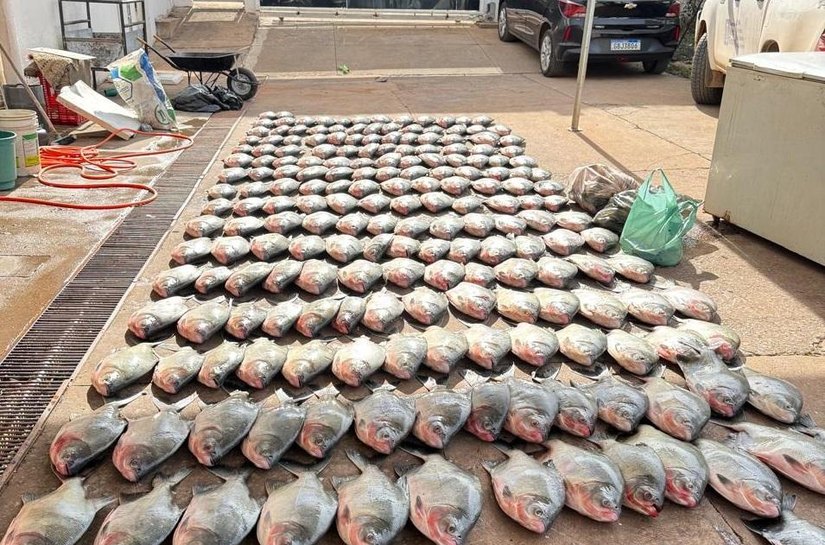 Polícia Civil apreende mais de 900 quilos de pescado irregular e desarticula esquema de pesca predatória em Cuiabá