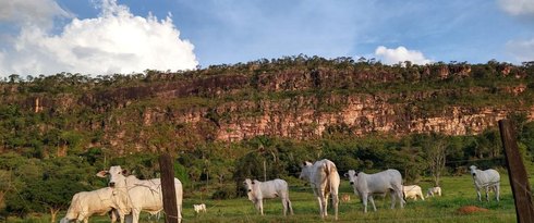 Mato Grosso fecha 2025 com 31,6 milhões de bovinos, aponta Indea