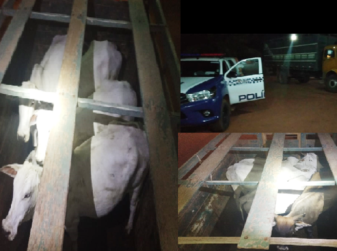 PM descobre furto de gado e prende caseiro da propriedade em Conquista D’Oeste