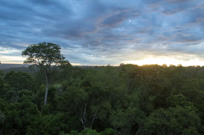 Mata Atlântica vive novas ameaças com brechas em lei e desmate em alta; projetos são esperança de recuperação