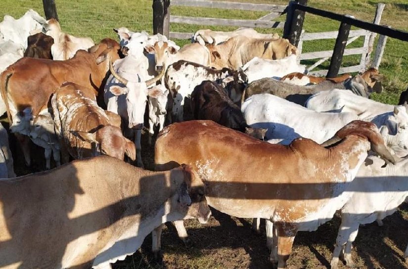 Ação integrada recupera 95 cabeças de gado furtadas em Poconé