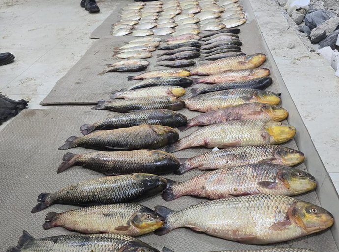Batalhão Ambiental da PM prende suspeito por pesca irregular e apreende 86 unidades