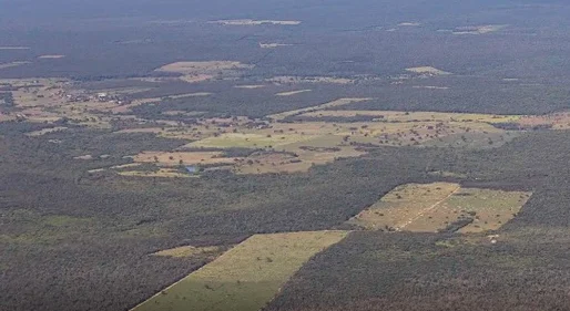 Desmatamento cai 55% na Mata Atlântica no primeiro semestre