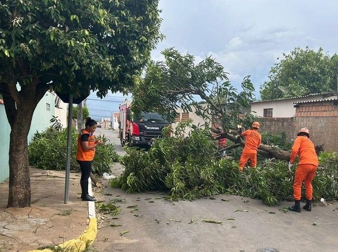 Defesa Civil Estadual orienta população sobre cuidados com árvores no período de chuvas intensas