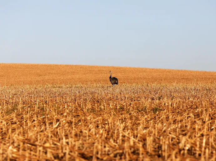 Em meio a críticas do agro, governo lança Plano Safra com crédito mais caro