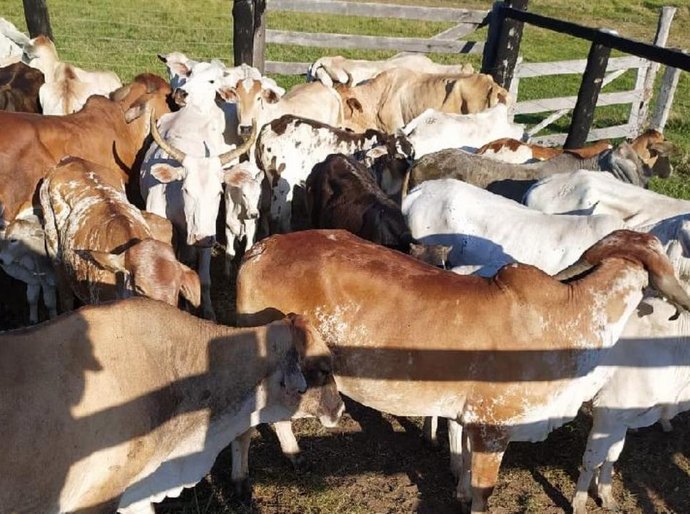 Ação integrada recupera 95 cabeças de gado furtadas em Poconé
