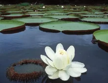 Vitória-régia, a planta amazônica que revolucionou a arquitetura e continua a inspirar inovações tecnológicas