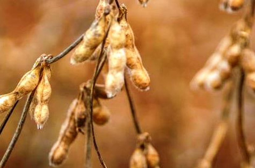 Economia agrícola de Mato Grosso cresce e volta a ser a maior do país