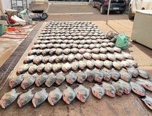 Polícia Civil apreende mais de 900 quilos de pescado irregular e desarticula esquema de pesca predatória em Cuiabá