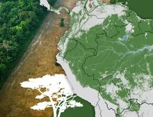A destruição da Amazônia continua: ainda há tempo para salvá-la?