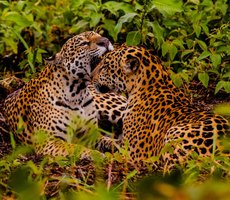 Embratur destaca Pantanal e Mato Grosso como potências do turismo brasileiro