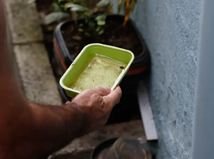 El Niño pode aumentar casos de chikungunya e dengue no Brasil