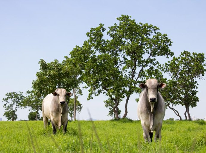 Mato Grosso lidera abate de bovinos no país e amplia participação nas exportações em 2025