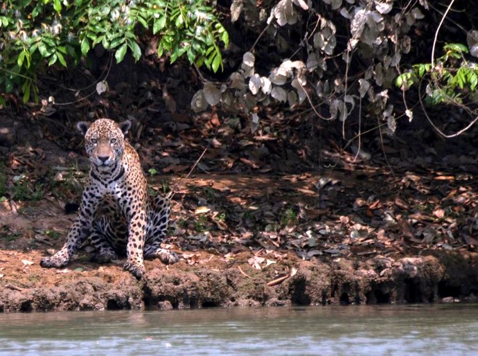Descaso no Pantanal e Amazônia ameaça negócios do Brasil enquanto Governo se isenta de responsabilidade