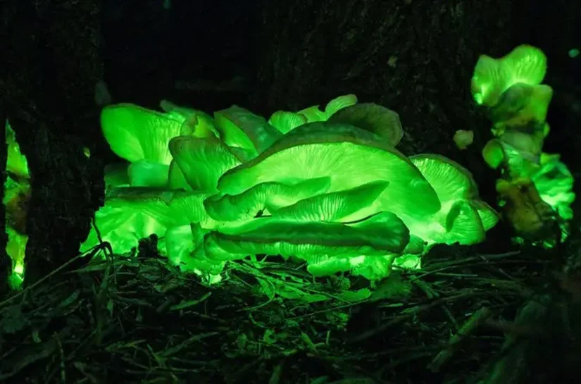 A floresta 'mágica' que brilha no escuro na Austrália