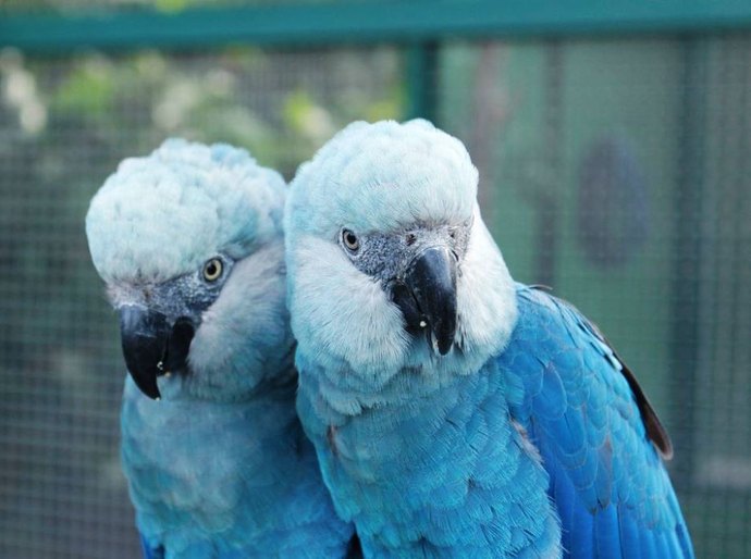 Ararinhas-azuis são soltas na natureza 20 anos depois de extinção