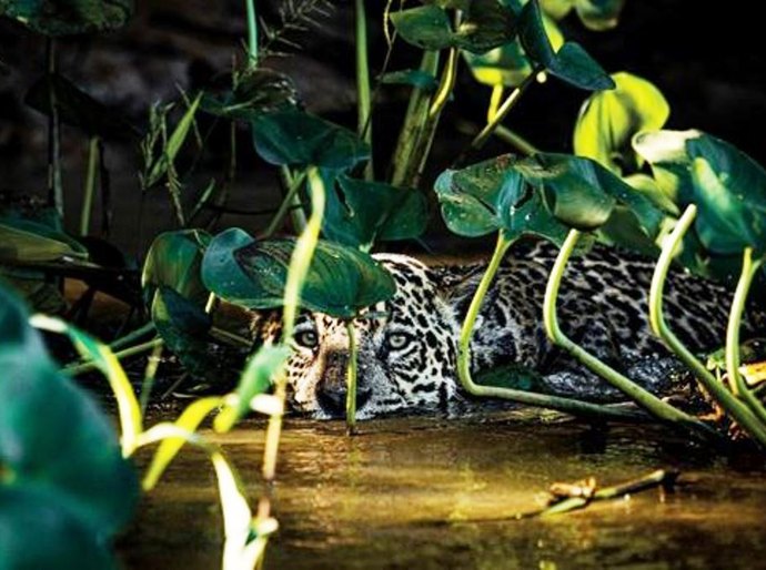 Pantanal: Fotógrafo registra regeneração um ano após incêndios históricos