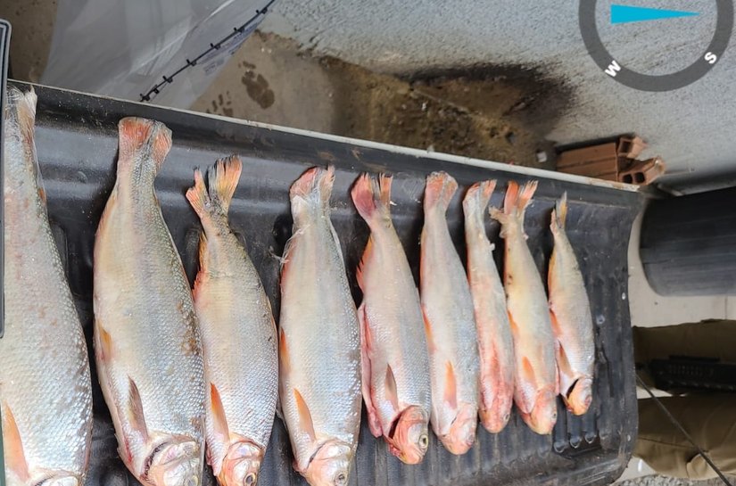 Homem é preso por transporte ilegal de pescado na região de Santo Antônio do Leverger