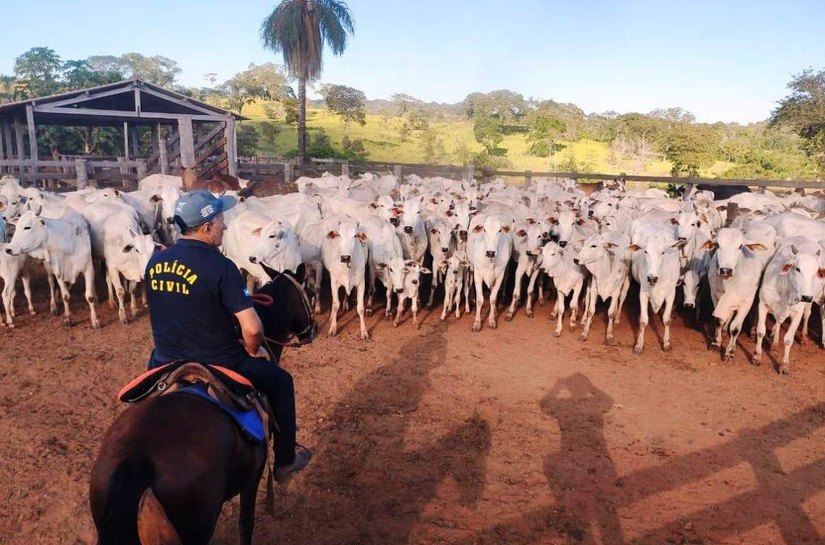 Segurança Pública atua de forma conjunta para coibir furto de gado na região do Araguaia