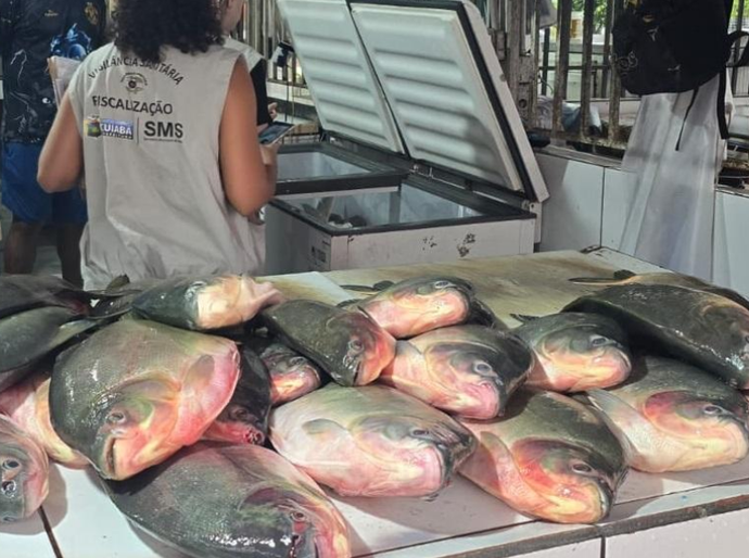 Operação conjunta apreende aproximadamente meia tonelada de pescado irregular em feira da Capital
