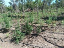PM desarticula a 70ª invasão de terra e apreende plantação com 5 mil pés de maconha em Luciara