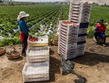 Como Peru transformou um dos desertos mais áridos do mundo em um centro de produção de alimentos