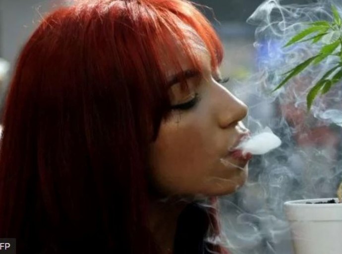 Por que cultivo legal de maconha não é tão rentável na América Latina