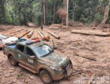 Batalhão Ambiental da PM apreende mais de 174 m³ de madeira ilegal durante fiscalização em Marcelândia