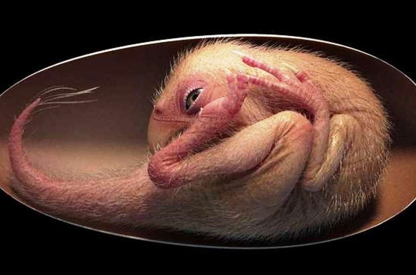 O incrível embrião de dinossauro perfeitamente preservado encontrado na China