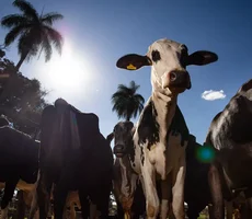 União Europeia oficializa veto à carne brasileira a partir de setembro
