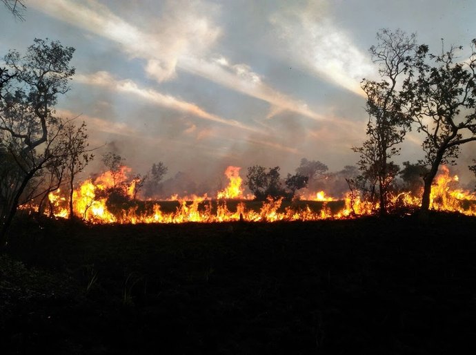 Pesquisa custeada pela Fapemat utiliza técnica do 'DNA ambiental' para identificar impacto do fogo no Pantanal