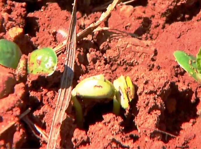 Seca gera prejuízos para os produtores de soja em Mato Grosso