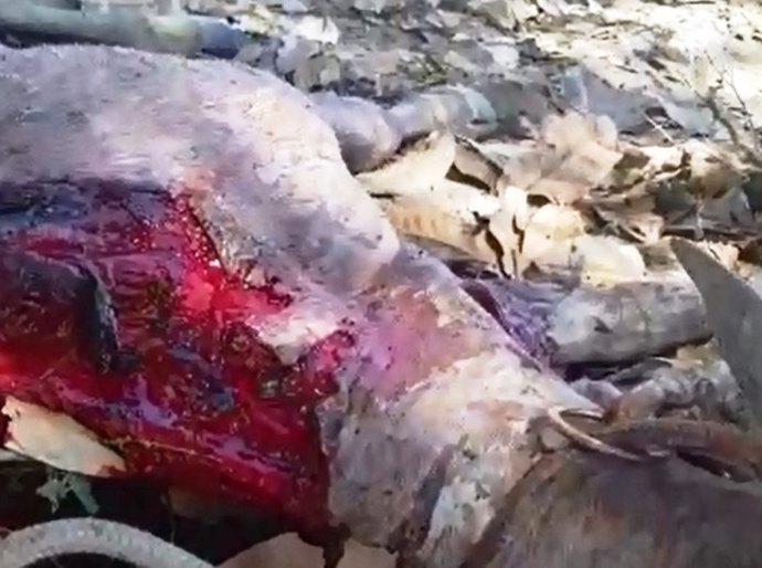 Veja Vídeo: Onça Pintada ataca rebanho na região do Aricá, em Cuiabá, e causa prejuízos para pecuaristas