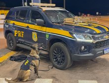 PRF apreende 15 kg de maconha em ônibus interestadual durante fiscalização em Rondonópolis, MT