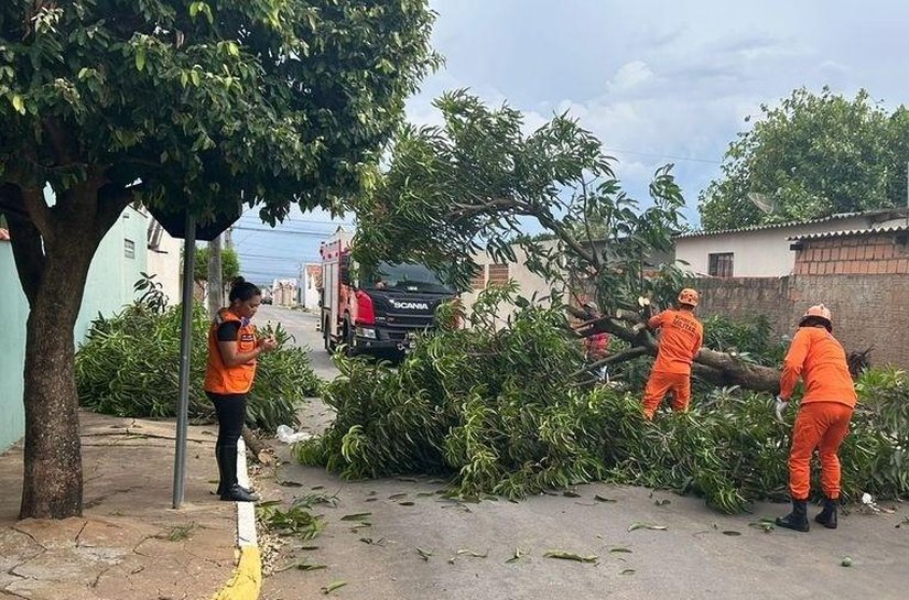 Defesa Civil Estadual orienta população sobre cuidados com árvores no período de chuvas intensas