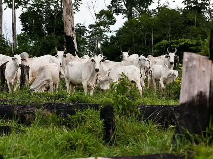 Pecuária brasileira na 'lista suja': o que EUA dizem sobre trabalho forçado no Brasil ao propor mais tarifas