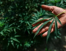Anvisa libera cultivo de maconha para fins medicinais no Brasil e amplia acesso a medicamentos; entenda o que muda