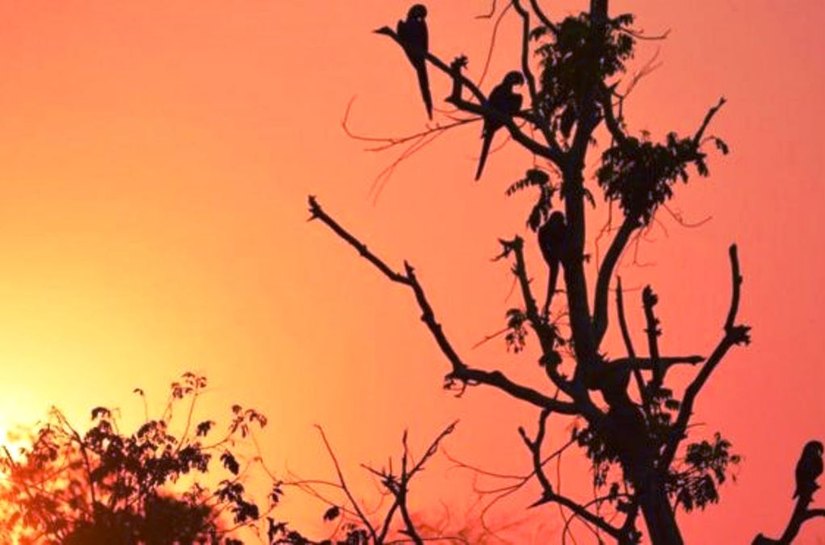 Queimadas no Pantanal: avanço do fogo ameaça santuário de araras azuis