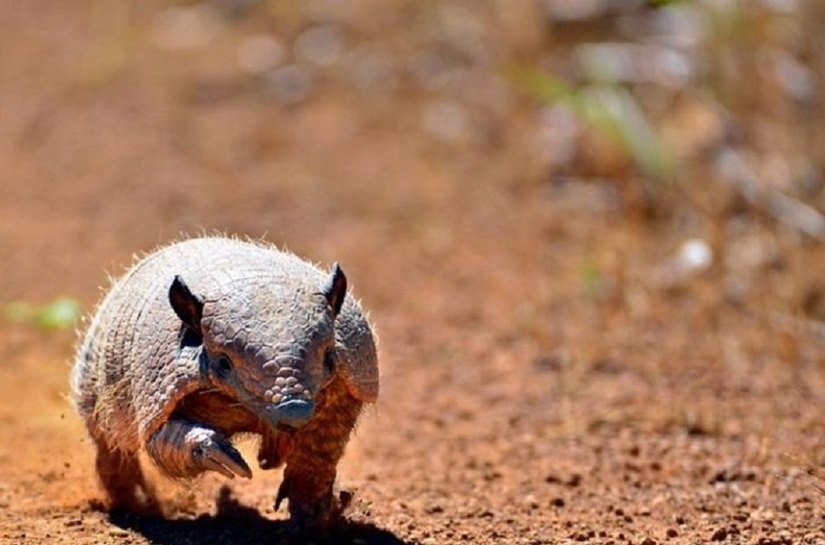 Com avanço do desmatamento, animais do Cerrado e da Amazônia perdem até 90% do habitat