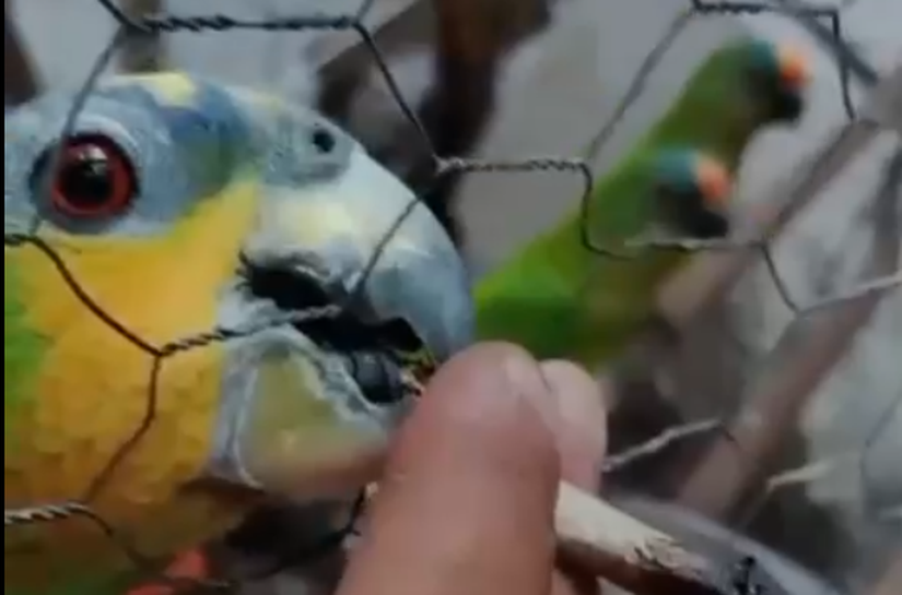 Criadouro ilegal em VG: homem é preso por vender papagaios e periquitos a R$ 1,4 mil e até dar maconha aos animais