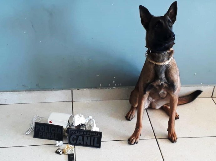 Cão fareja ventilador e mulher é presa tentando entrar com droga no presídio da Mata Grande